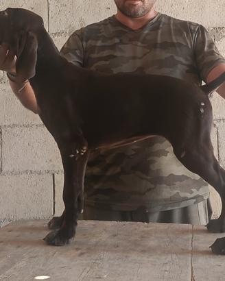Cucciolo femmina di kurzhaar