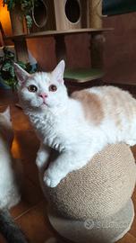 Selkirk rex cucciolo con pedigree