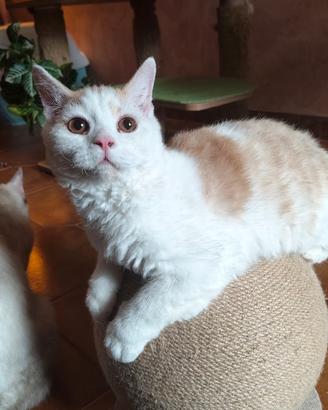 Selkirk rex cucciolo con pedigree
