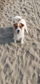 Jack russel per accoppiamento