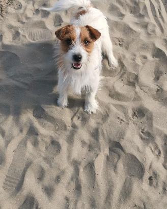 Jack russel per accoppiamento
