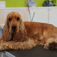 Cocker Spaniel Inglese per monta