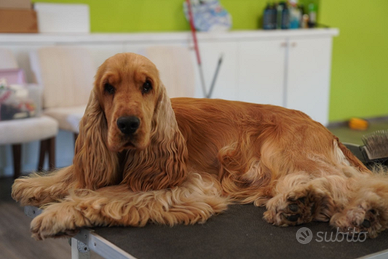 Cocker Spaniel Inglese per monta