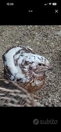 Quaglie