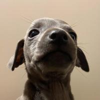 Piccolo levriero italiano