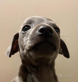 Piccolo levriero italiano