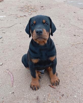 Dobermann