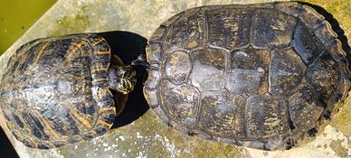 2 tartarughe d'acqua