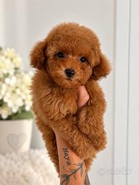 Barbone Toy Red - Pedigree ENCI