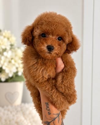 Barbone Toy Red - Pedigree ENCI