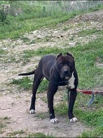 Pitbull ukc