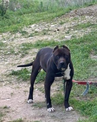 Pitbull ukc