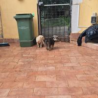 Adozione cuccioli due femmine