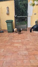 Adozione cuccioli due femmine