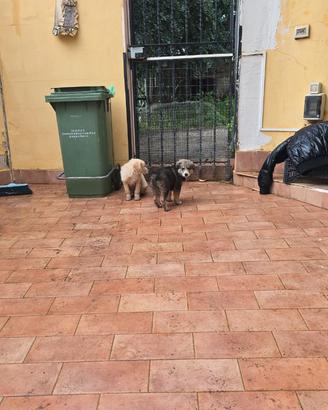 Adozione cuccioli due femmine