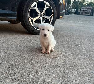 Cuccioli di grande taglia