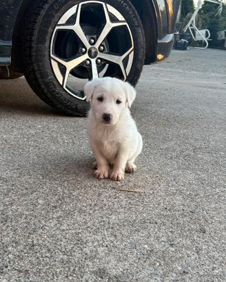 Cuccioli di grande taglia