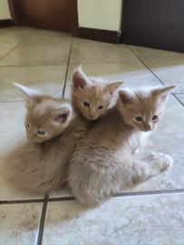 Cuccioli di Maine Coon