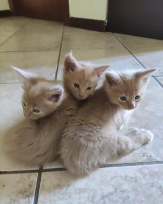Cuccioli di Maine Coon