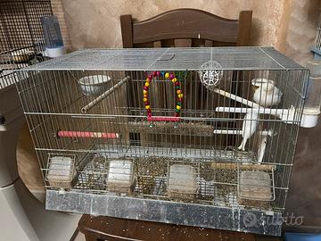 Gabbia con canarini bianchi