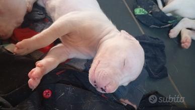 dogo argentino cuccioli
