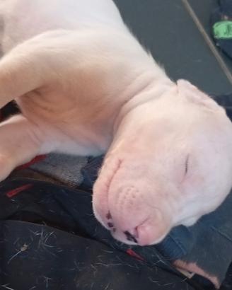 dogo argentino cuccioli