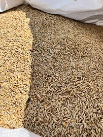 Orzo
