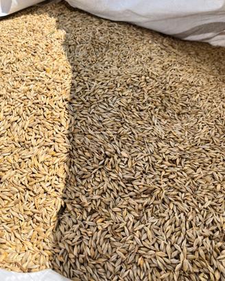 Orzo