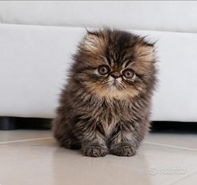 Persiana cucciola
