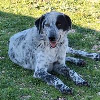 FURIA un amore extra large in adozione