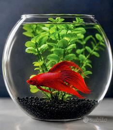 Acquario con betta Splendens