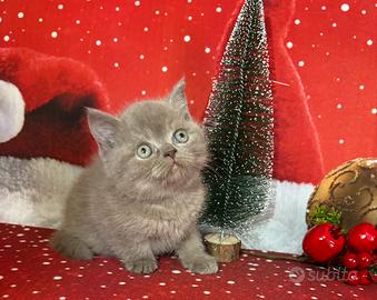 Gattini British shorthair