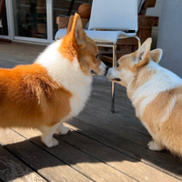 Corgi maschio