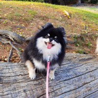 BLACK AND TAN Volpino Pomerania con PEDIGREE