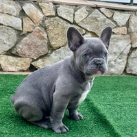 Bulldog francese