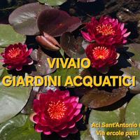 Piante acquatiche da laghetto biolago biopiscina