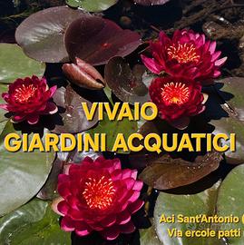 Piante acquatiche da laghetto biolago biopiscina