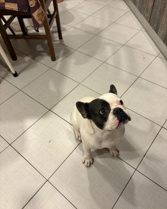 Cane Animali