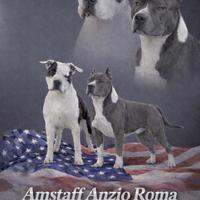 Amstaff blu