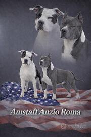 Amstaff blu