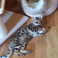AllevamentoGatti Cuccioli del Bengala con pedigree