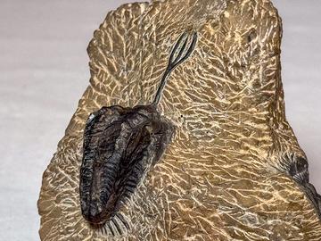 Trilobiti