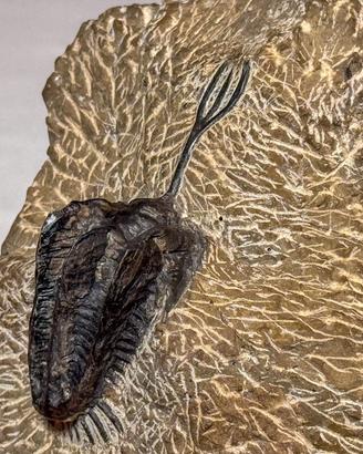 Trilobiti