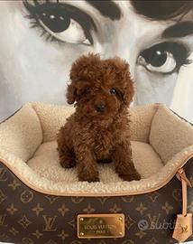 Barboncina mini toy red