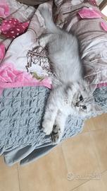 Cucciolo di gattino