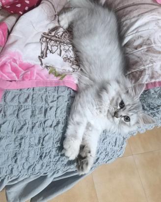 Cucciolo di gattino