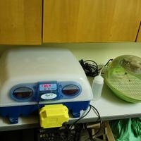 incubatrice pulcini 