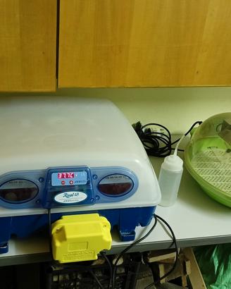 incubatrice pulcini 