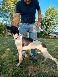 Pointer inglese