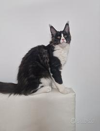 Cucciolo di Maine coon